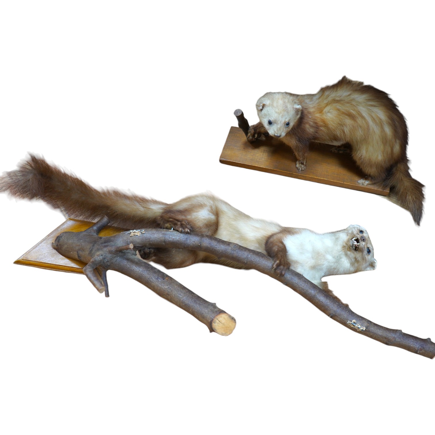 Two taxidermic ferrets. Condition - poor